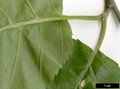 SpeciesSub: subsp. jacquemontii SpeciesSub: subsp. jacquemontii